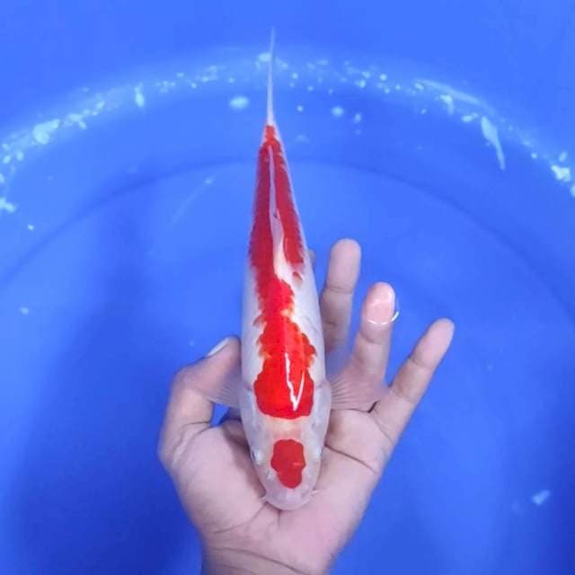 4. Maruten Kohaku || 26 cm || Jantan
