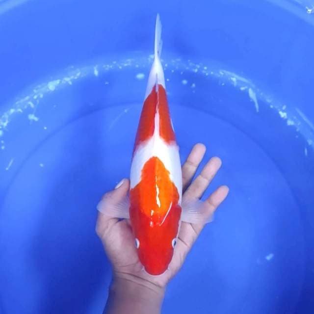 9. Kohaku 2 Step Good Body || 32 cm