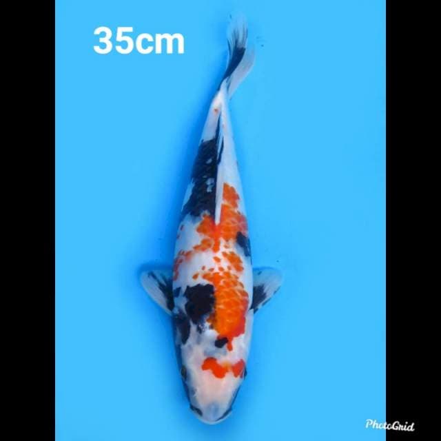 35cm Fml , Kindai Showa