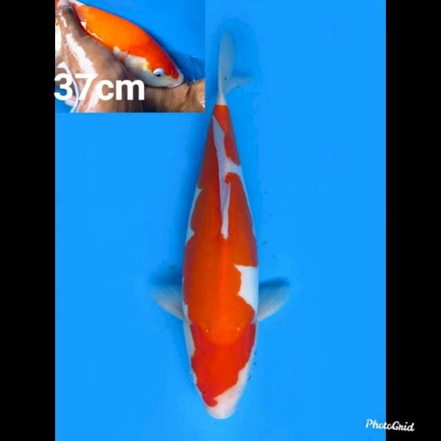 40bu fml ,Jumbo Kohaku Doitsu Murni