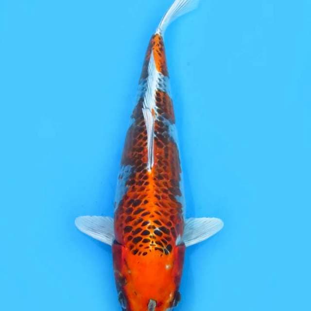 38cm , Jumbo Beniginga