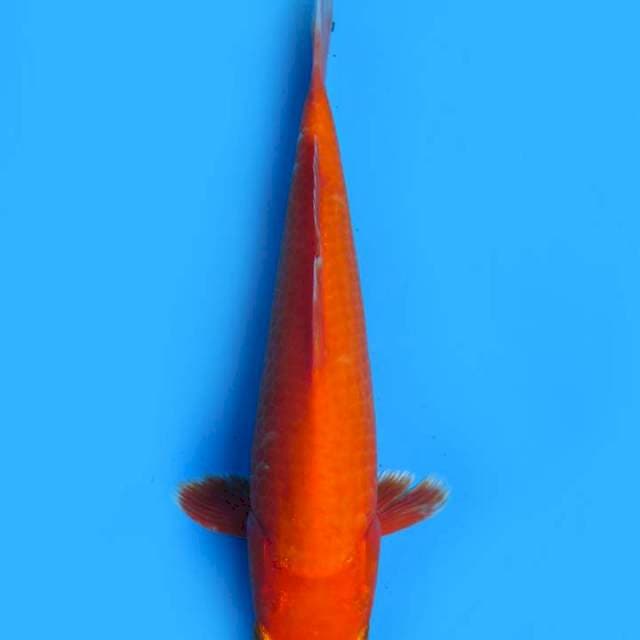 27cm Benigoi