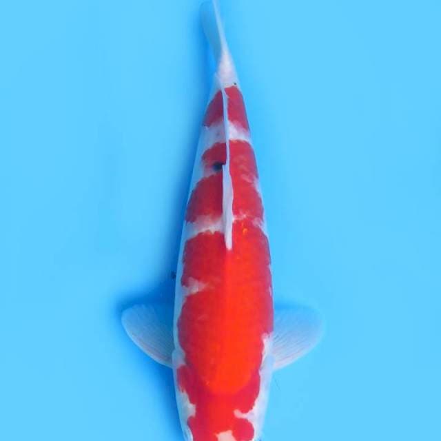 31cm Sanke Merah Kental