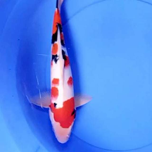 Red strong 37 cm