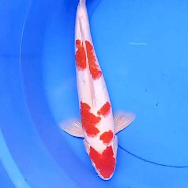 Kohaku 40 bu
