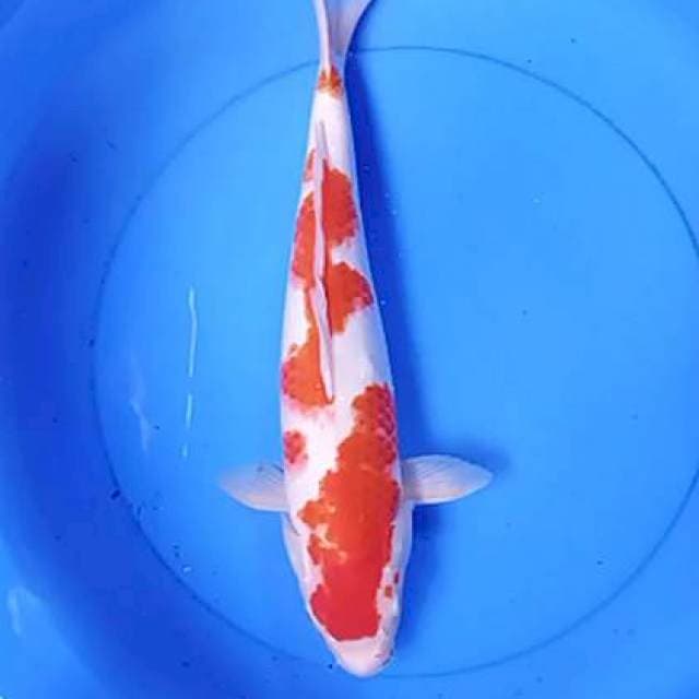Kohaku 40 cm strong