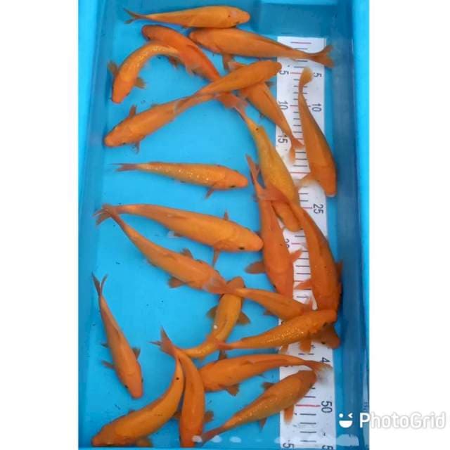 Benigoi 22 ekor