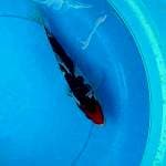 Showa (Marusei) 25bu. Import sertifikat