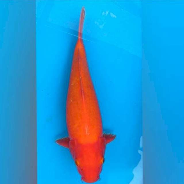 Red Jumbo 45bu