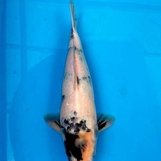 Tategoi omosako bloodline