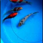 Showa, kohaku, shiro utsuri, sanke Tosai 15cm