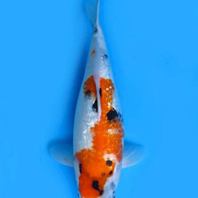 34cm , Showa Ginrin