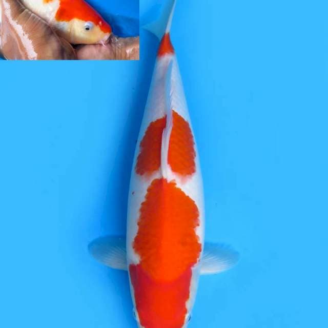 40cm , Jumbo Kohaku