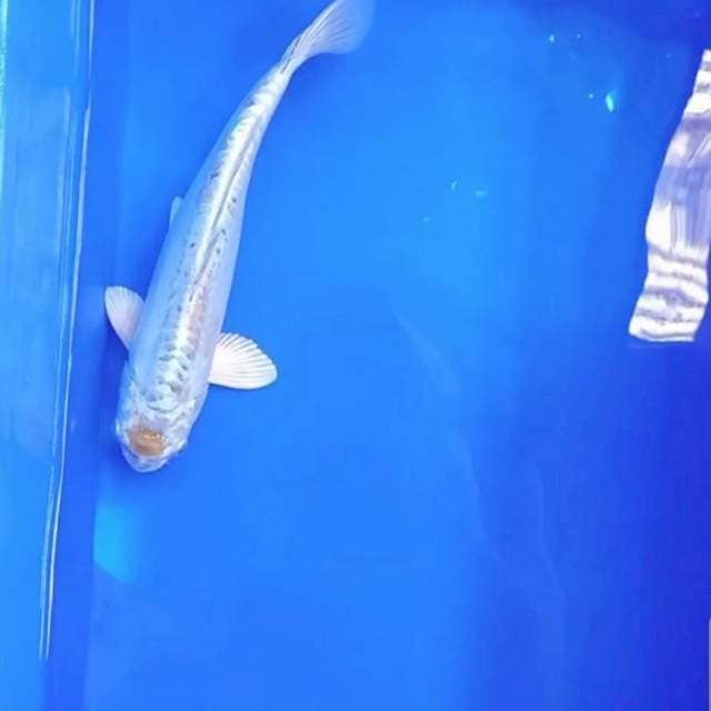 Kiko 31 cm