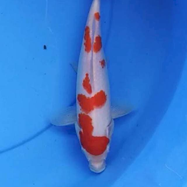 Kohaku 23 cm
