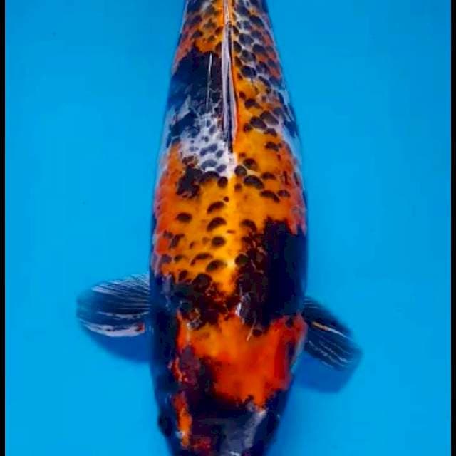 Kin Showa 51cm