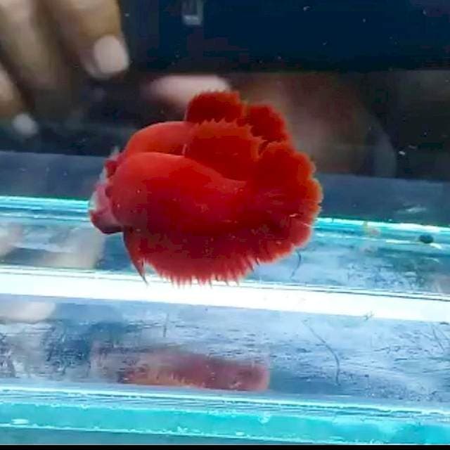 Super red