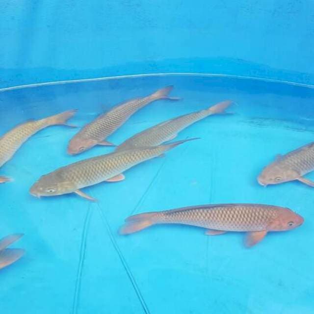 4 Ekor Chagoi Jumbo F1 Ogata Paket 4