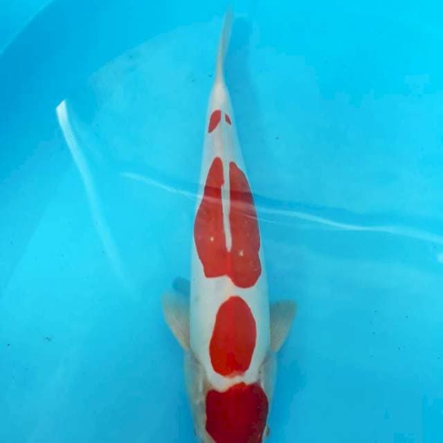 Doitsu male 35 cm