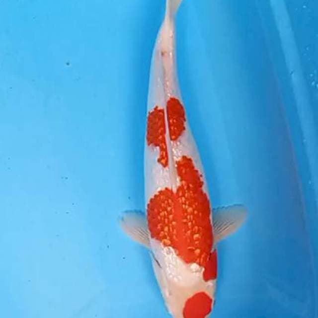 Kohaku ginrin strong 40 bu