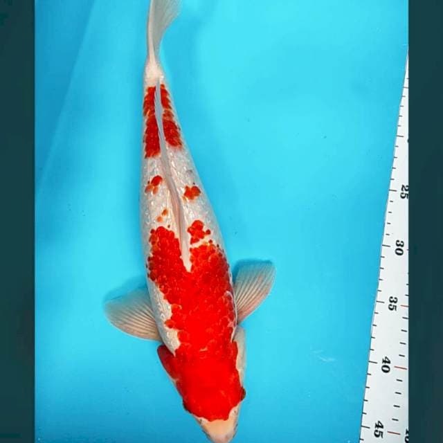 Jumbo ginrin kohaku