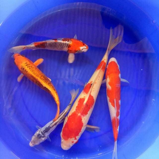 Mix koi 5 ekor. 25-43CM