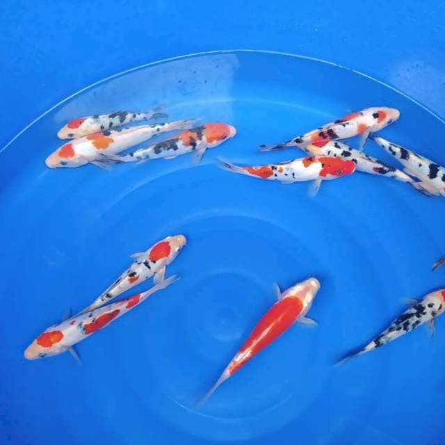 Hisei nisiki 20 bu-25 bu