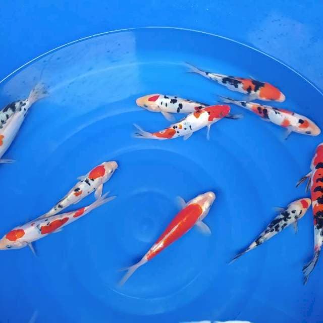 Hisei nisiki 20 bu-25 bu