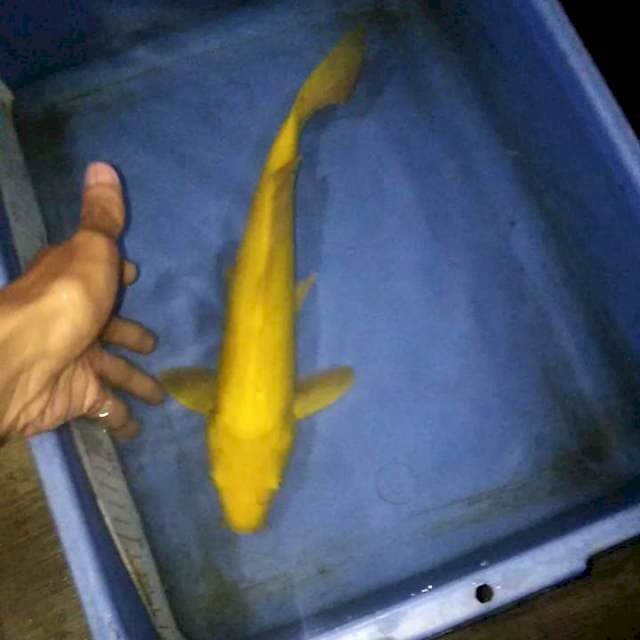 Karashi 35cm