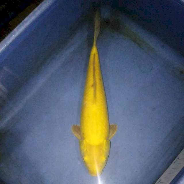 Karashi 31cm
