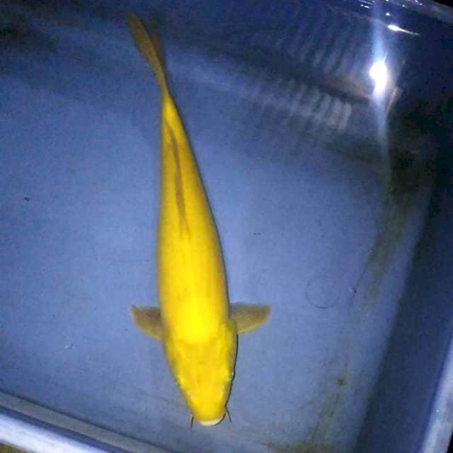 Karashi 30cm
