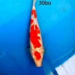 KOHAKU 4STEP 30bu