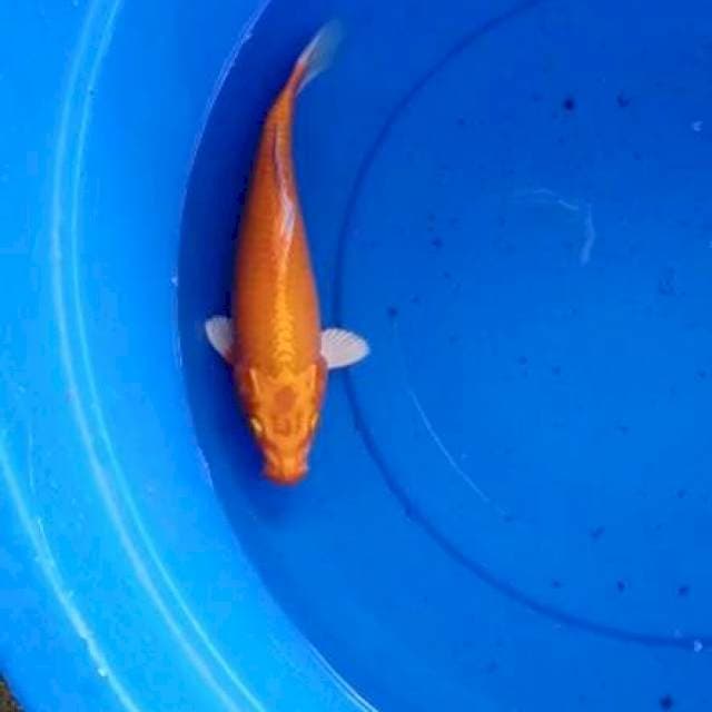 Orenji ogon 30 cm