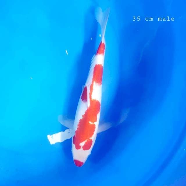 Kohaku male