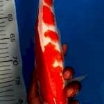 Kohaku 34 cm