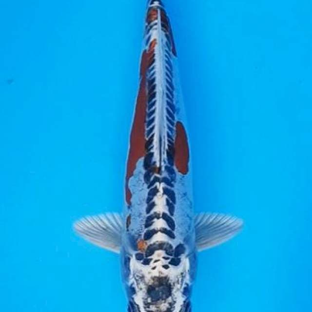 Kujaku doitsu pola sushui 27cm