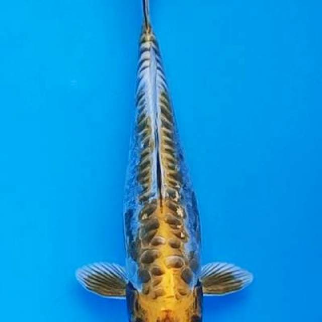 Gold metalik aragoke 25bu