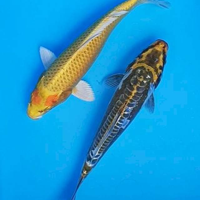 Duet yamabuki kepala merah x kawari ring rapi 23cm