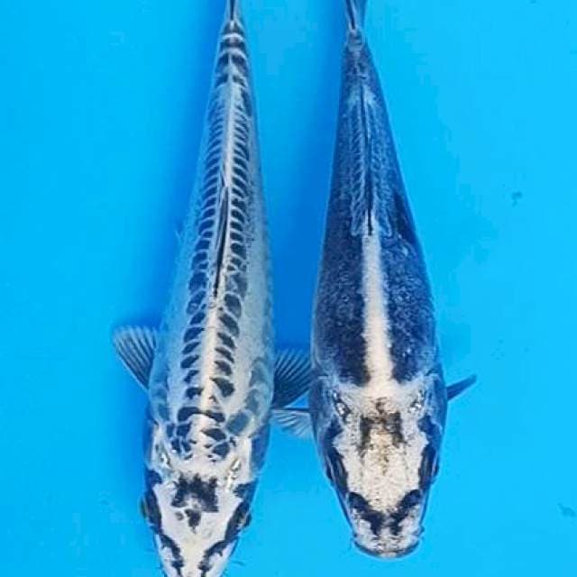 Duo titanium doitsu dan aragoke 18cm