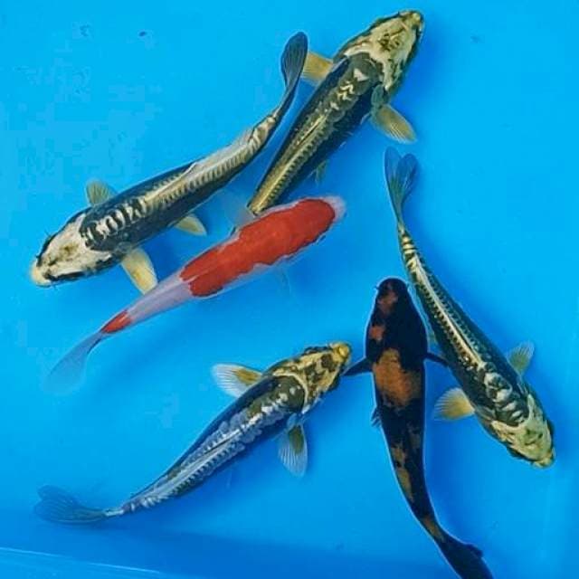 Mix 6 ekor metalik,kohaku dan hi utsuri 15bu