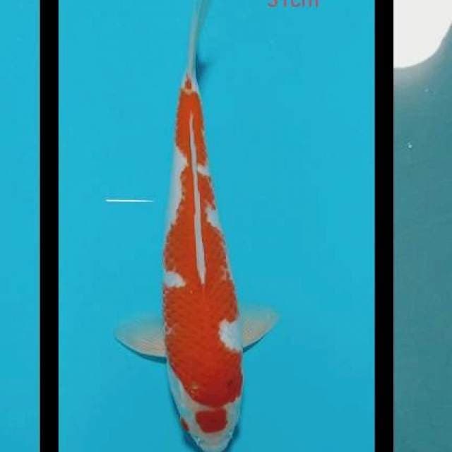 Kohaku joss31cn๐ฏ๐ต๐ฎ๐ฉ๐ฏ๐ต๐ฎ๐ฉ