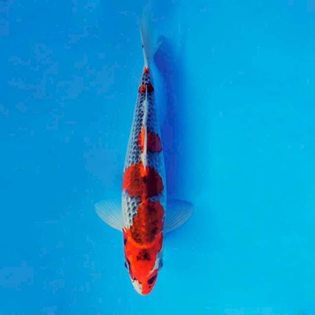 MAGURO 1 - Goshiki ®