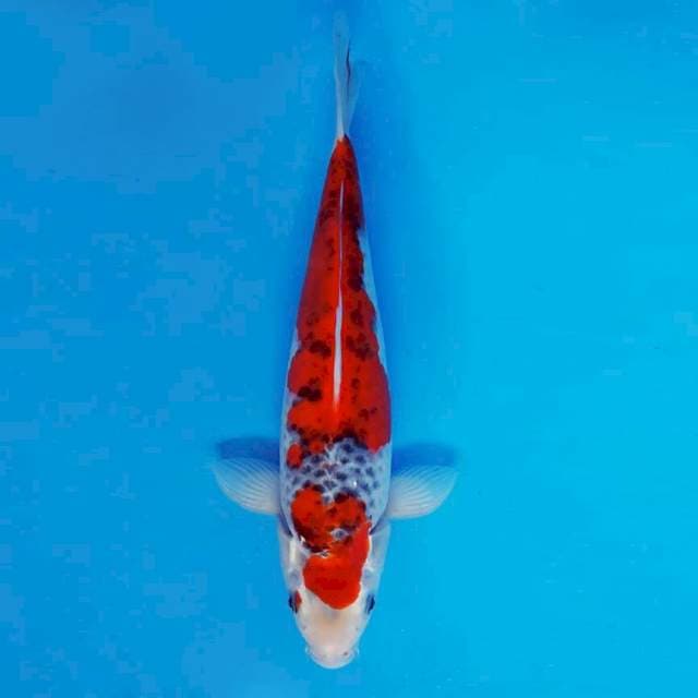 MAGURO 7 - Goshiki ®