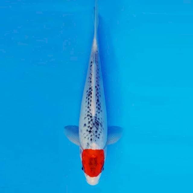 MAGURO 10 - Tancho Goshiki Prospect ®