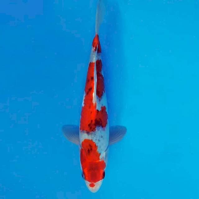 MAGURO 11 - Goshiki Prospect ®
