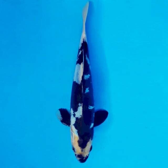 MAGURO 13 - Shiro Doitsu ®