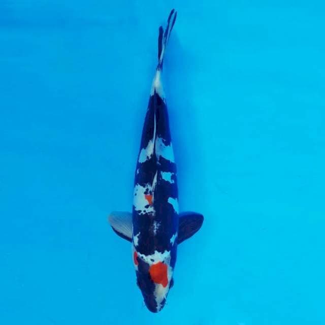 MAGURO 14 - Showa Doitsu ®