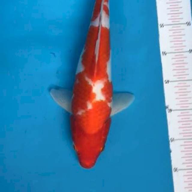Kohaku f1 38cm