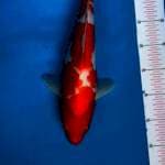 Kohaku f1 38cm