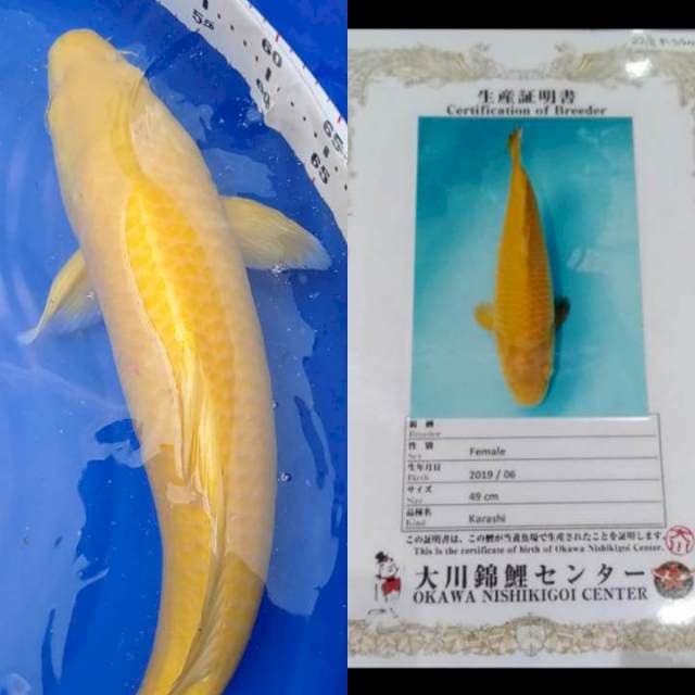 Karashi okawa 50 cm 